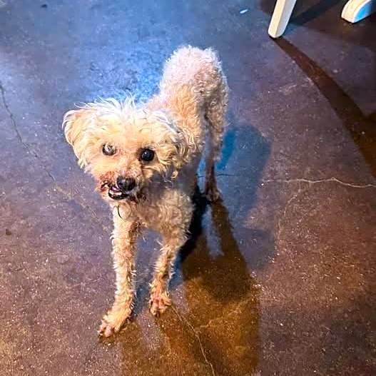 Photo of Peaches