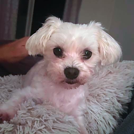 Photo of Willow