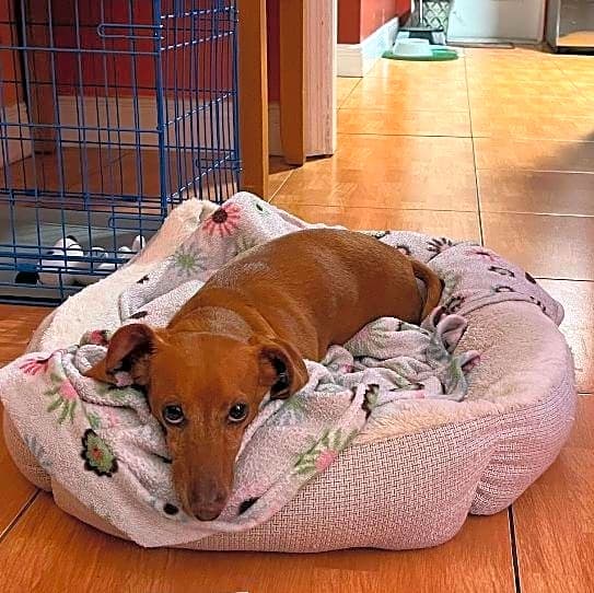 Photo of Brownie