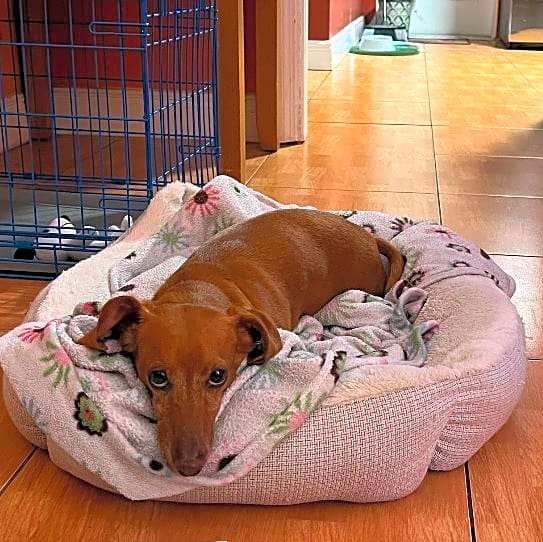 Photo of Brownie