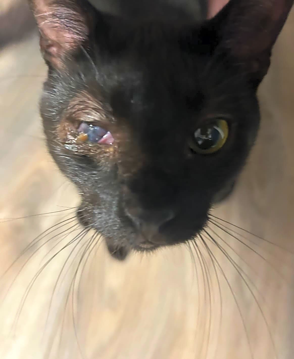 Photo of Squeaky