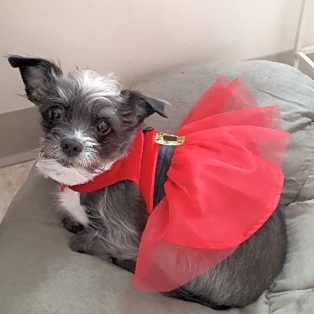 Photo of Nova