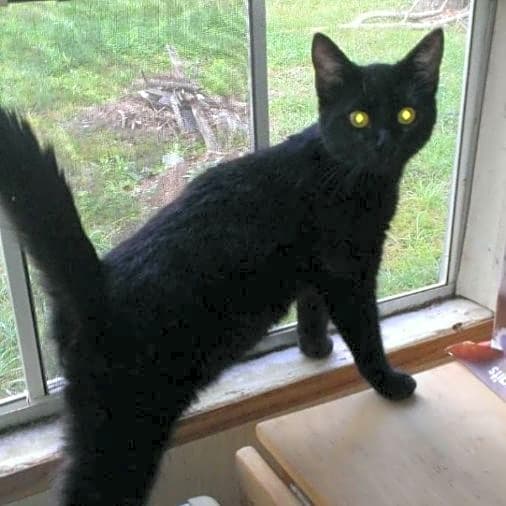 Photo of Batman