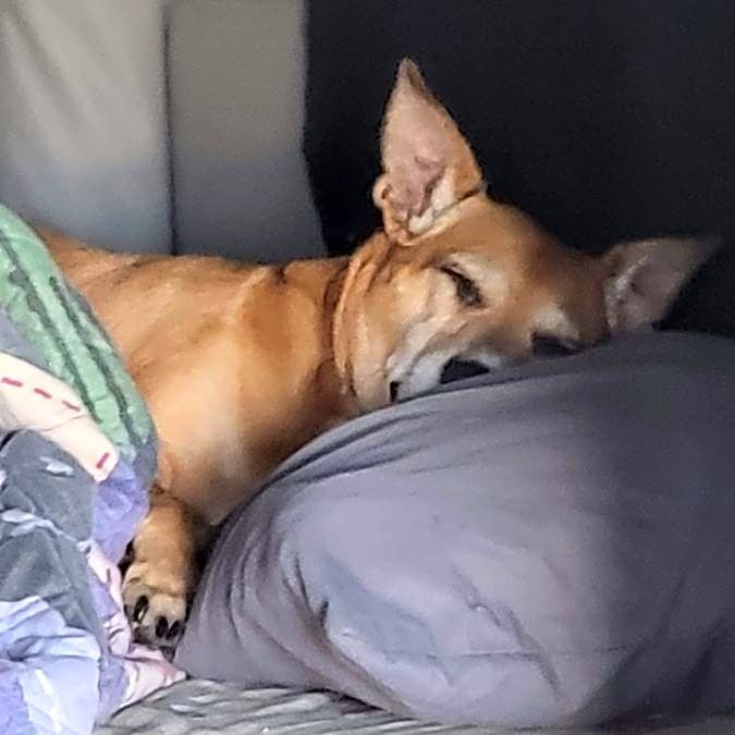 Photo of Lil girl dog