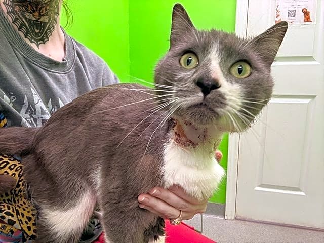 Photo of Smokey