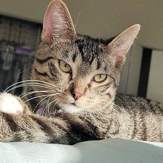 Photo of Pippin