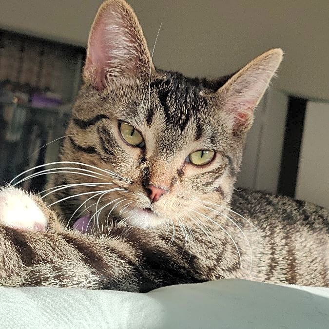 Photo of Pippin