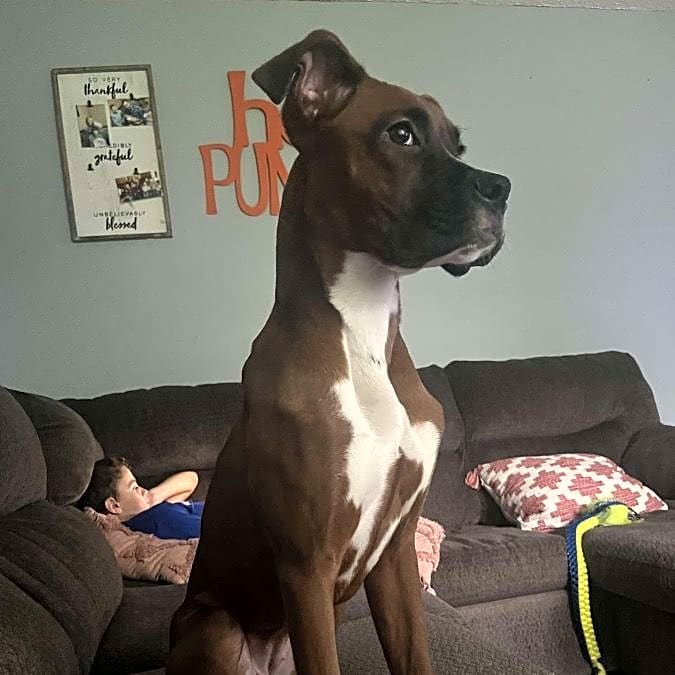 Photo of Luna