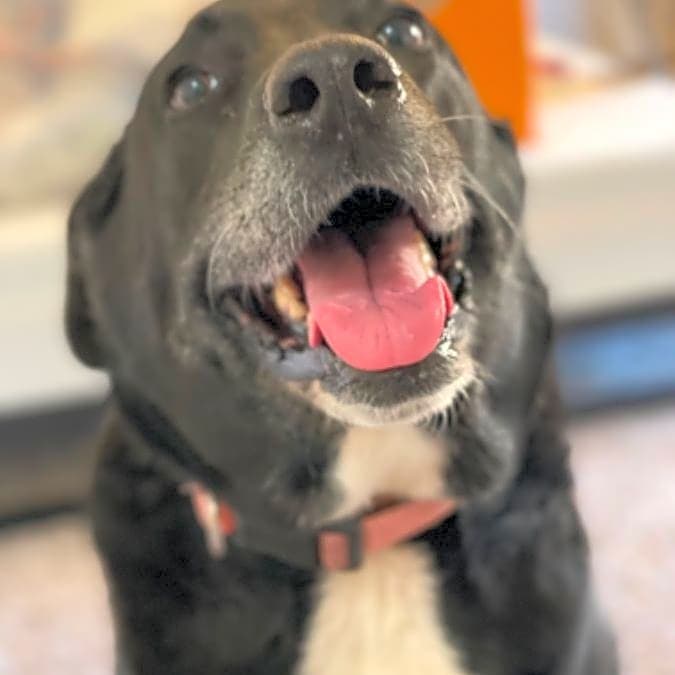 Photo of Ruby