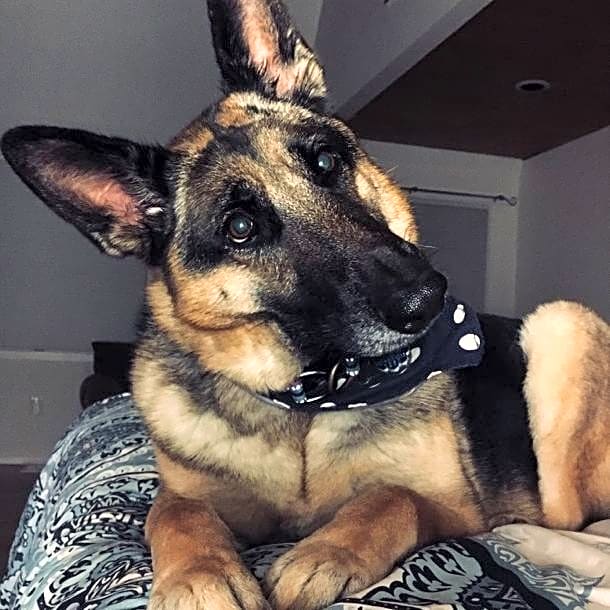Photo of Nala