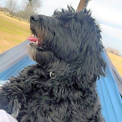 Photo of Remi