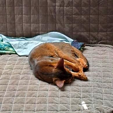Photo of Buddy