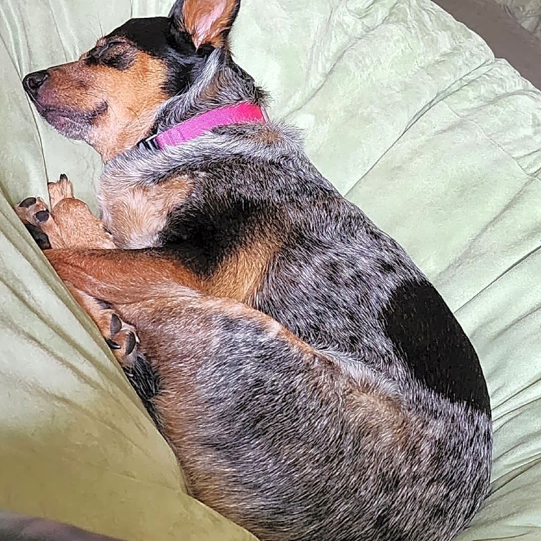 Photo of Luna
