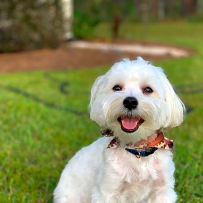 Photo of Dash