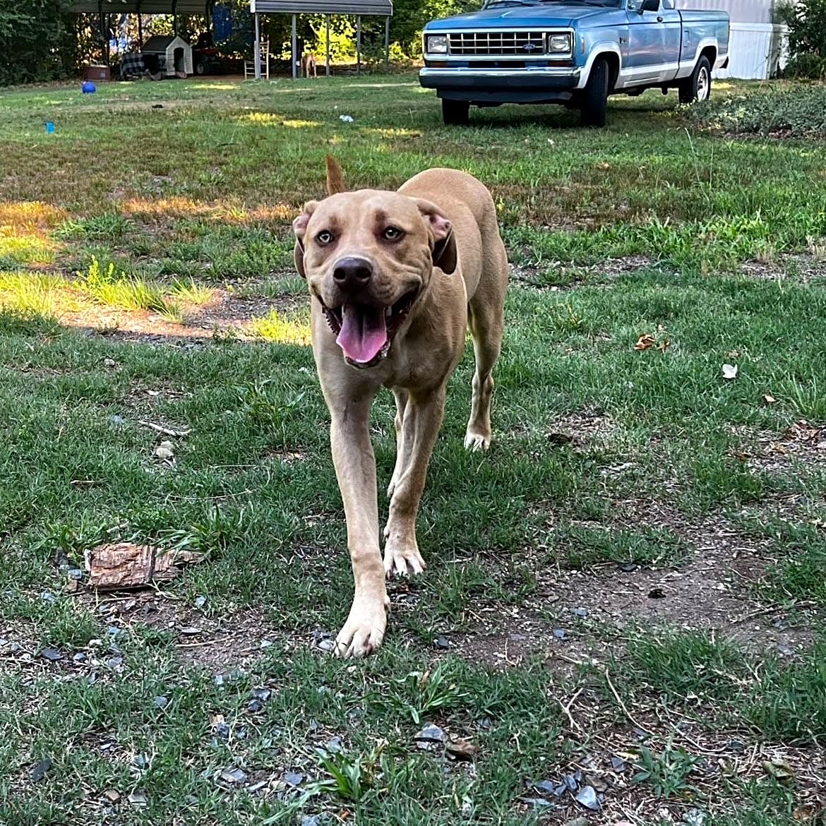 Photo of Bluey