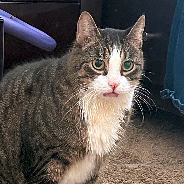 Photo of Starlord