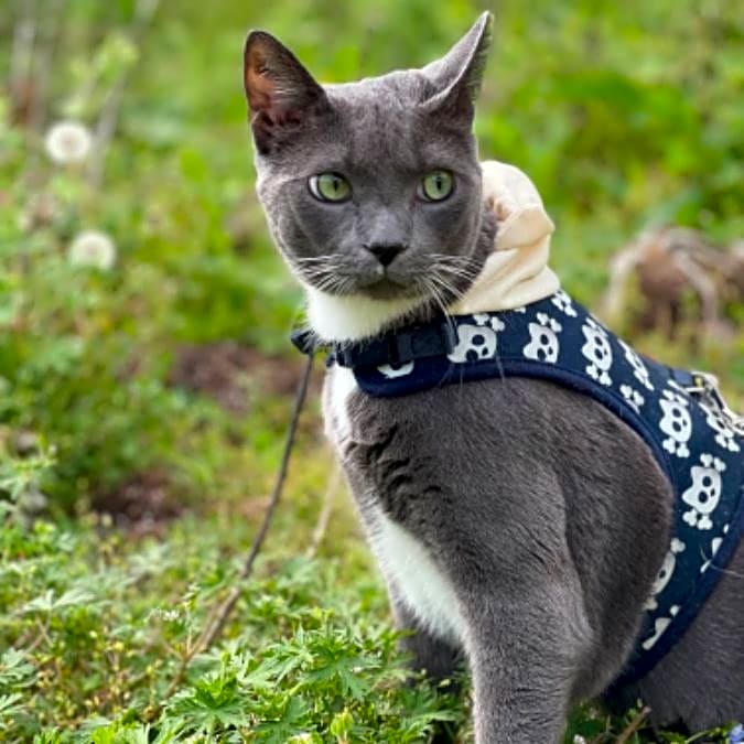 Photo of Pyro