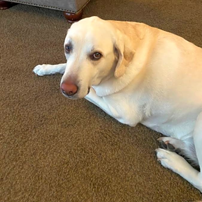 Photo of Boomer
