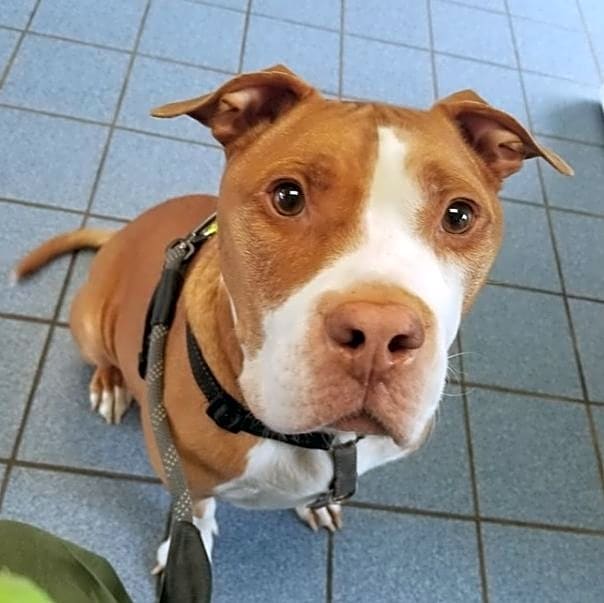 Photo of Porkchop