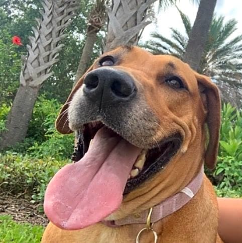 Photo of Daisy