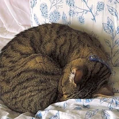 Photo of Celeste