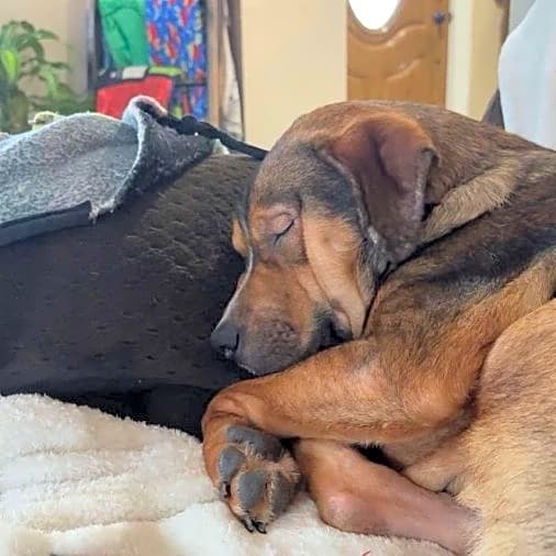 Photo of Tucker