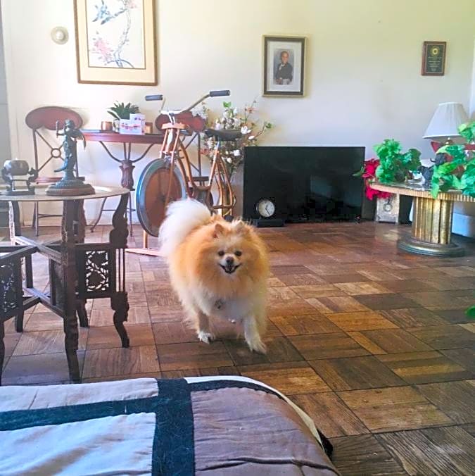 Photo of Romeo