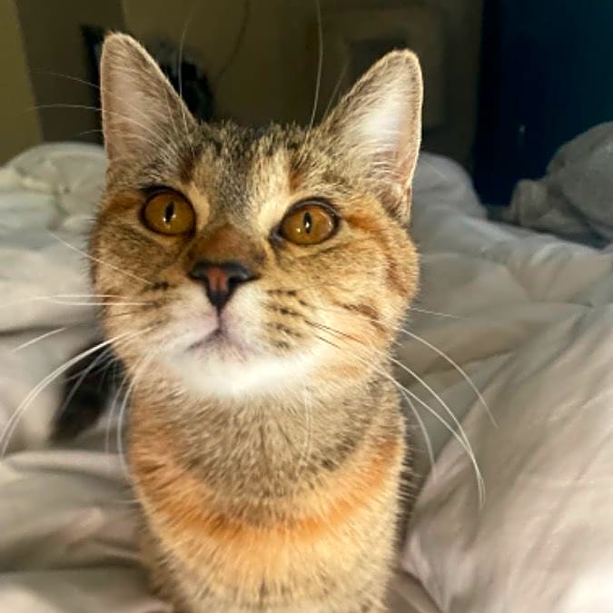 Photo of Nala