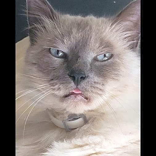 Photo of Smokey/Fatty