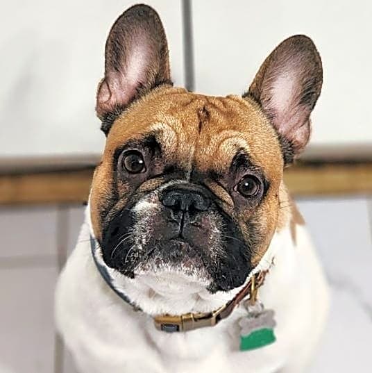 Photo of Rockie