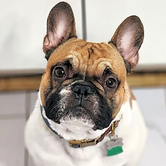 Photo of Rockie