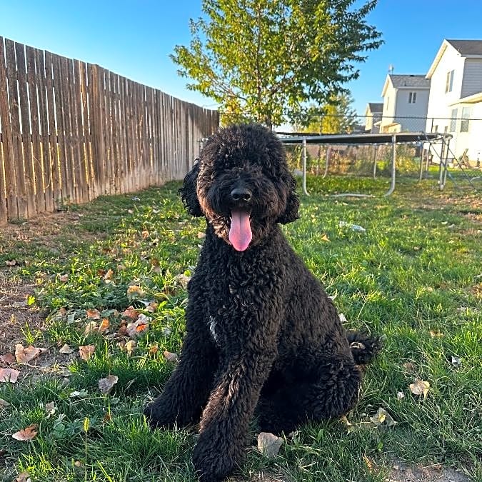 Photo of Milo