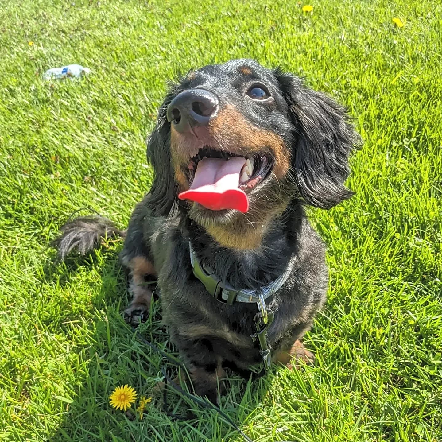 Photo of Riley