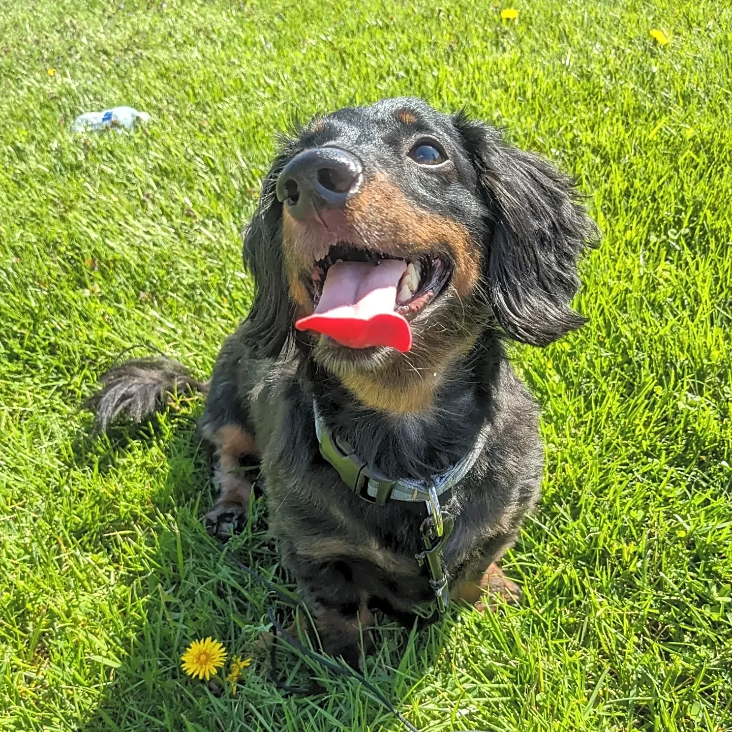 Photo of Riley