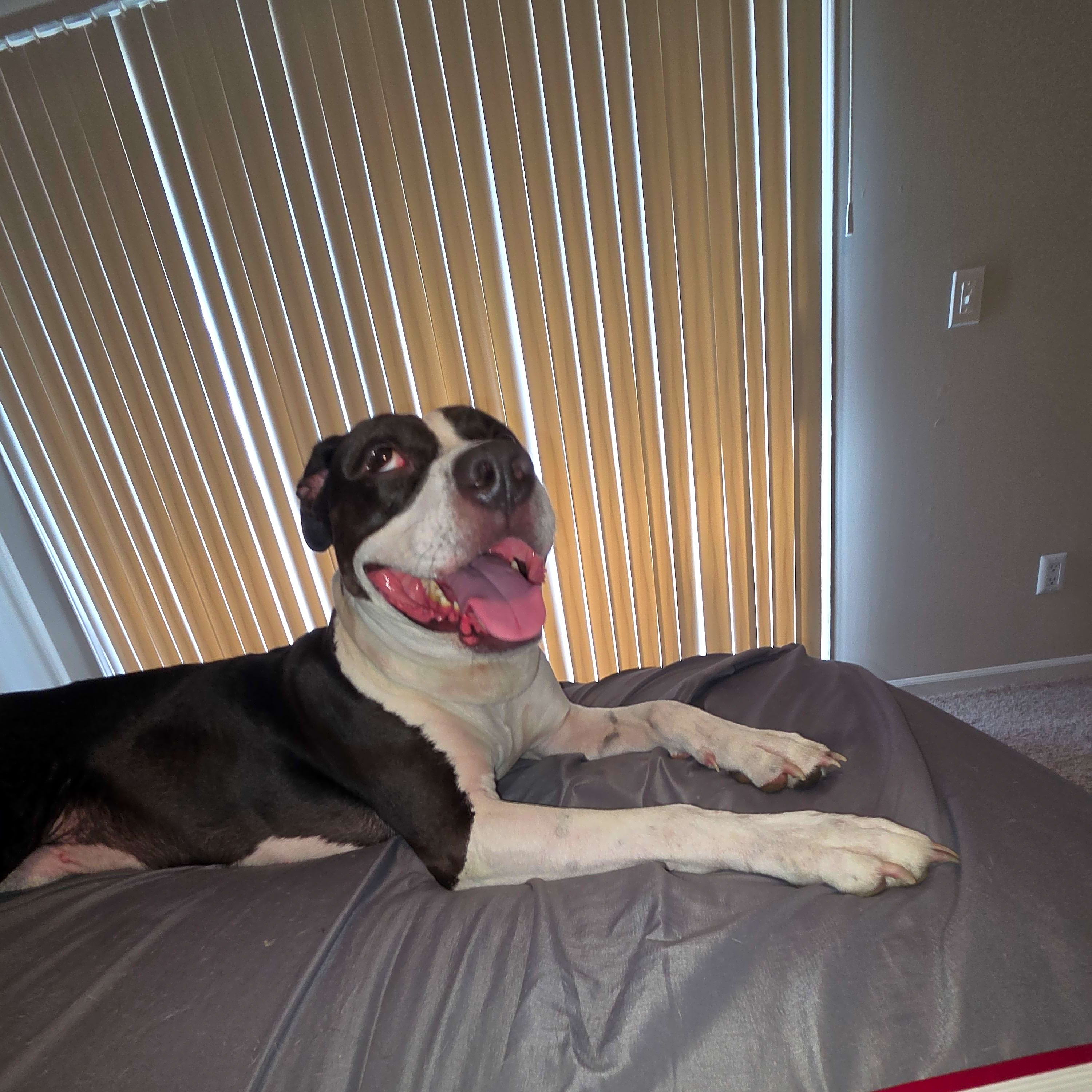 Photo of Midnight