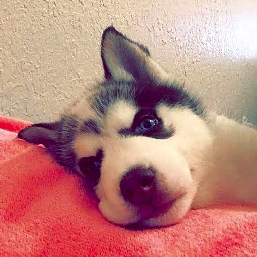 Photo of Rocky