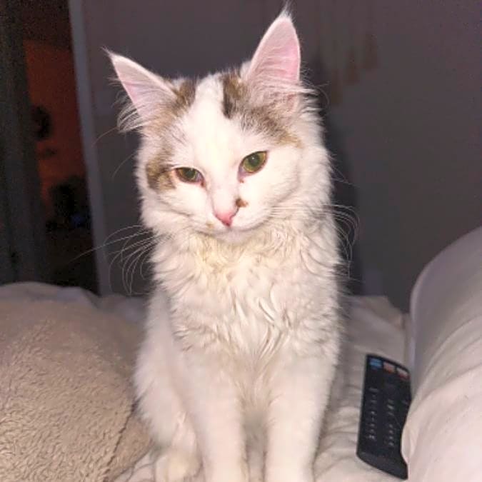 Photo of Artemis