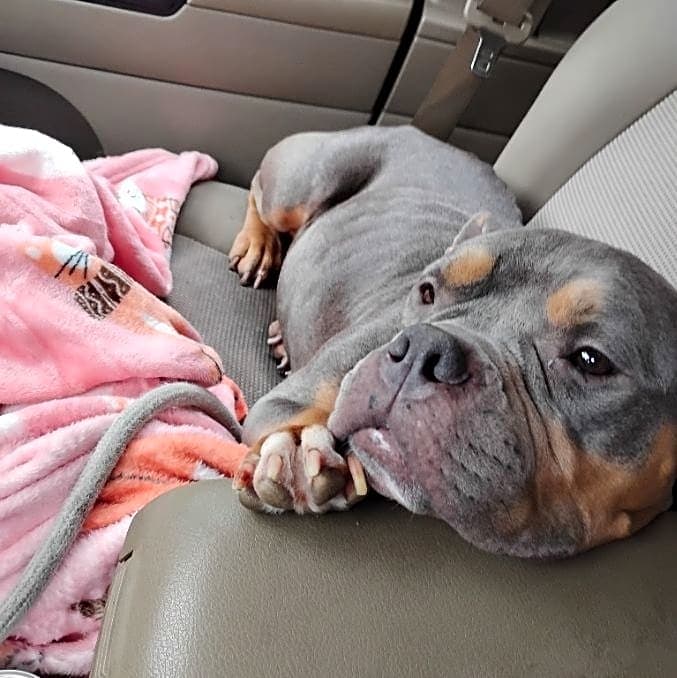 Photo of Darla