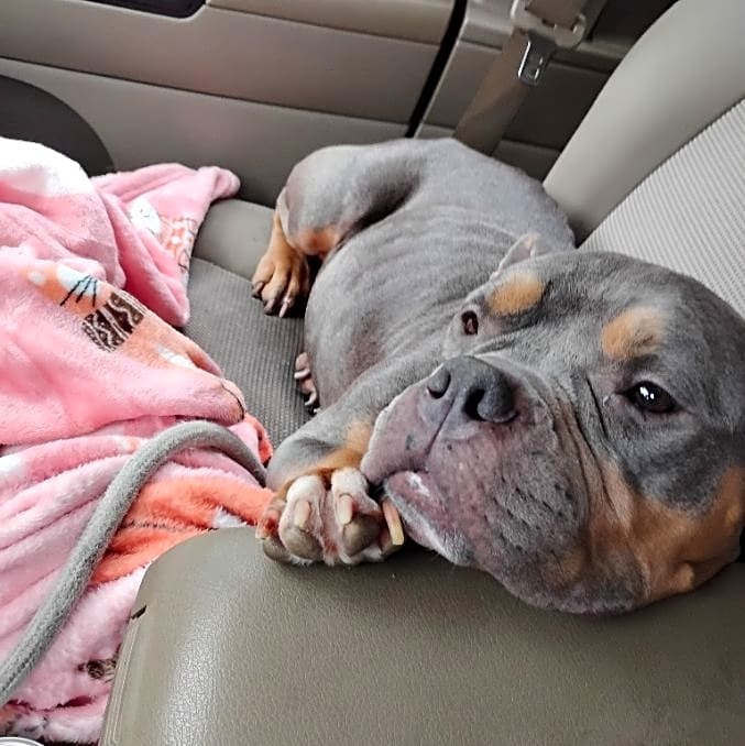 Photo of Darla