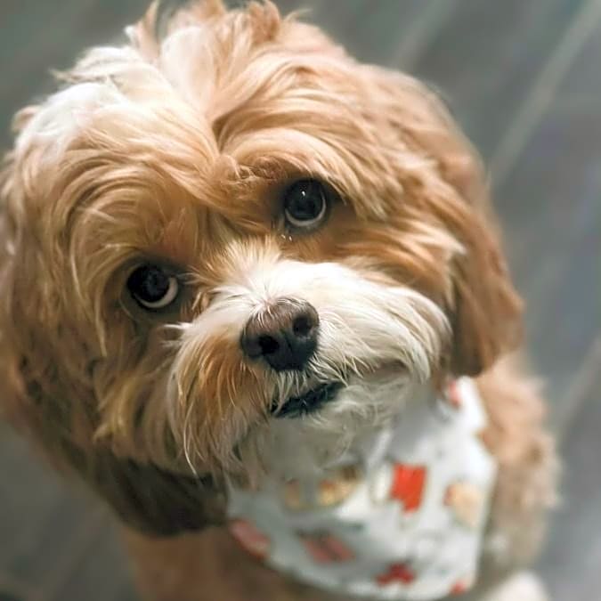 Photo of Maximus