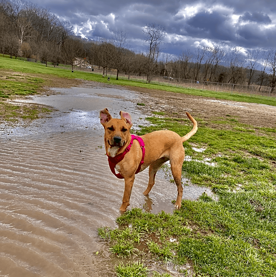 Photo of Scout
