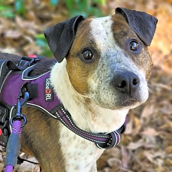 Photo of Stella