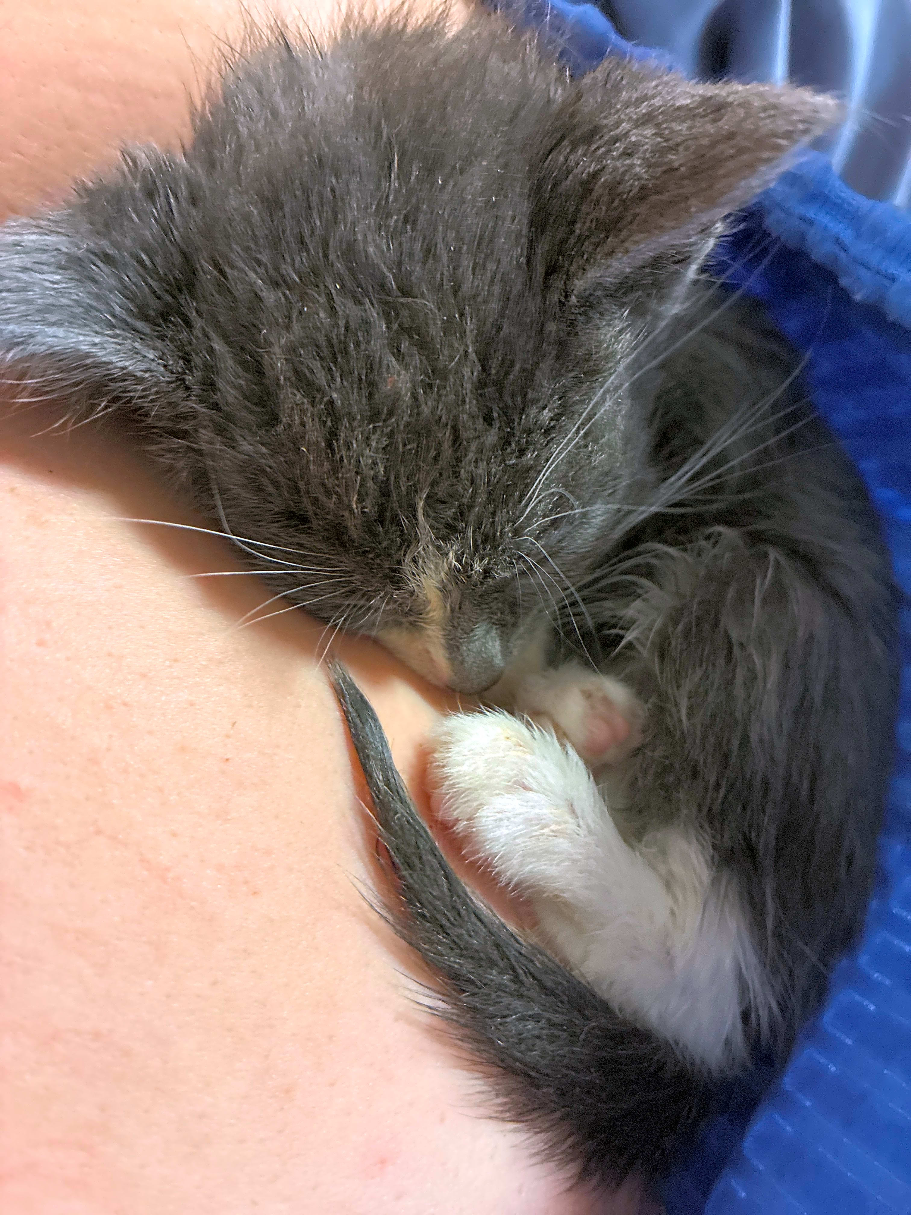 Photo of A littler of kittens