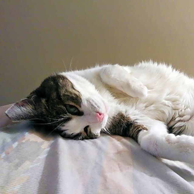 Photo of Sable "Pretty Girl" Libles
