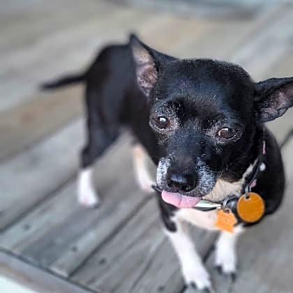 Photo of Milly