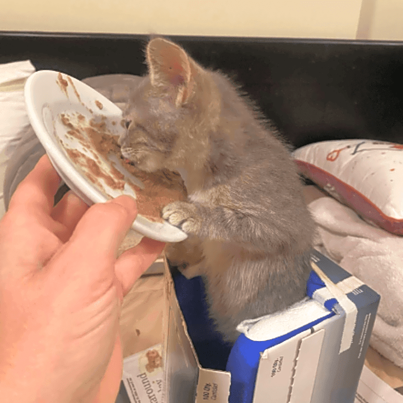 Photo of Miss Grey