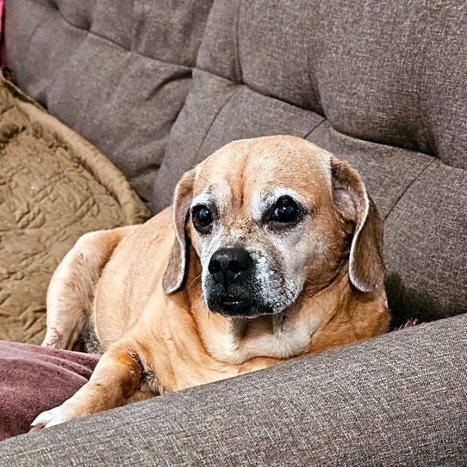 Photo of Bella