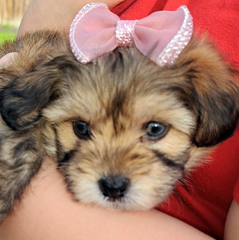 Photo of Hazel
