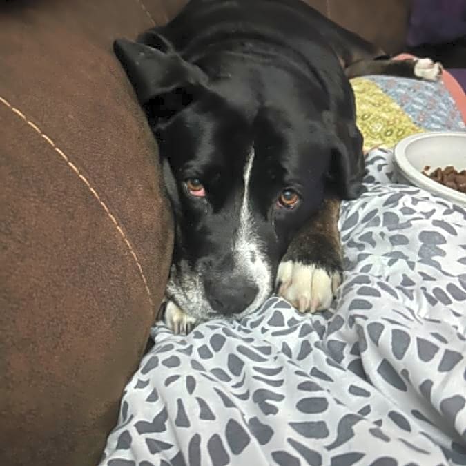 Photo of Rosie