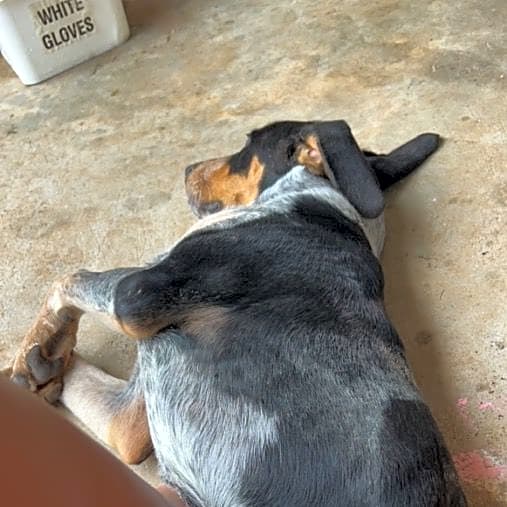 Photo of Duke